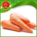 2016 new fresh chinese red carrot